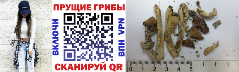 Галлюциногенные грибы Psilocybe  Сызрань 